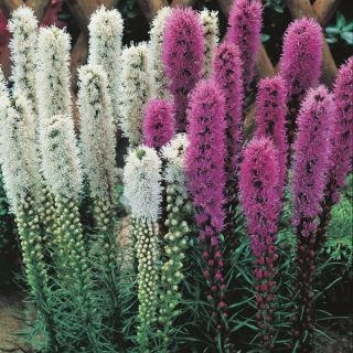 Mixed Liatris Thumbnail